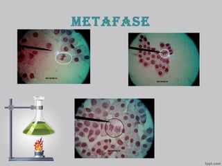 metafase
 