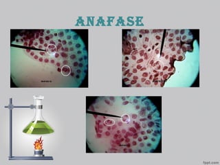 anafase
 