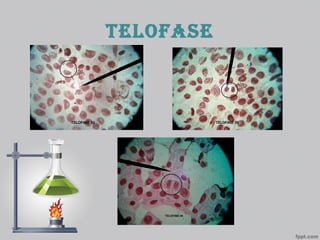 telofase
 