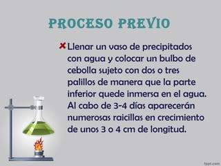 PROCESO PREVIO
Llenar un vaso de precipitados
con agua y colocar un bulbo de
cebolla sujeto con dos o tres
palillos de manera que la parte
inferior quede inmersa en el agua.
Al cabo de 3-4 días aparecerán
numerosas raicillas en crecimiento
de unos 3 o 4 cm de longitud.
 