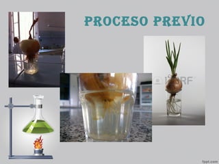 Proceso Previo
 
