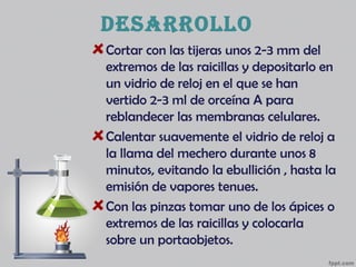 desarrollo
Cortar con las tijeras unos 2-3 mm del
extremos de las raicillas y depositarlo en
un vidrio de reloj en el que se han
vertido 2-3 ml de orceína A para
reblandecer las membranas celulares.
Calentar suavemente el vidrio de reloj a
la llama del mechero durante unos 8
minutos, evitando la ebullición , hasta la
emisión de vapores tenues.
Con las pinzas tomar uno de los ápices o
extremos de las raicillas y colocarla
sobre un portaobjetos.
 