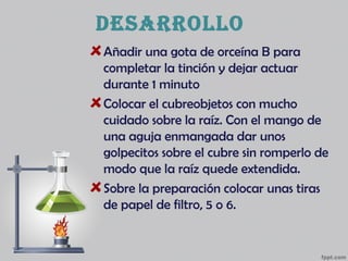 desarrollo
Añadir una gota de orceína B para
completar la tinción y dejar actuar
durante 1 minuto
Colocar el cubreobjetos con mucho
cuidado sobre la raíz. Con el mango de
una aguja enmangada dar unos
golpecitos sobre el cubre sin romperlo de
modo que la raíz quede extendida.
Sobre la preparación colocar unas tiras
de papel de filtro, 5 o 6.
 