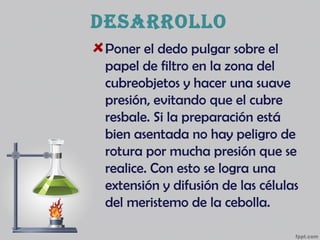 desarrollo
Poner el dedo pulgar sobre el
papel de filtro en la zona del
cubreobjetos y hacer una suave
presión, evitando que el cubre
resbale. Si la preparación está
bien asentada no hay peligro de
rotura por mucha presión que se
realice. Con esto se logra una
extensión y difusión de las células
del meristemo de la cebolla.
 
