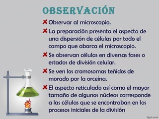 observación
Observar al microscopio.
La preparación presenta el aspecto de
una dispersión de células por todo el
campo que abarca el microscopio.
Se observan células en diversas fases o
estados de división celular.
Se ven los cromosomas teñidos de
morado por la orceína.
El aspecto reticulado así como el mayor
tamaño de algunos núcleos corresponde
a las células que se encontraban en los
procesos iniciales de la división
 