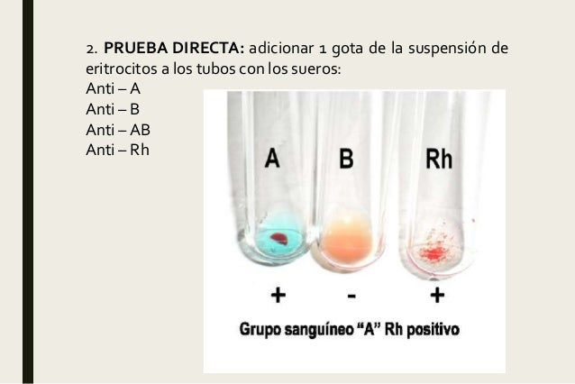 Prueba Inversa De Grupo Sanguineo Pdf