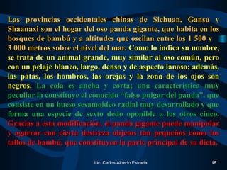 Las provincias occidentales chinas de Sichuan, Gansu yLas provincias occidentales chinas de Sichuan, Gansu y
Shaanaxi son el hogar del oso panda gigante, que habita en losShaanaxi son el hogar del oso panda gigante, que habita en los
bosques de bambú y a altitudes que oscilan entre los 1 500 ybosques de bambú y a altitudes que oscilan entre los 1 500 y
3 000 metros sobre el nivel del mar.3 000 metros sobre el nivel del mar. Como lo indica su nombre,Como lo indica su nombre,
se trata de un animal grande, muy similar al oso común, perose trata de un animal grande, muy similar al oso común, pero
con un pelaje blanco, largo, denso y de aspecto lanoso; además,con un pelaje blanco, largo, denso y de aspecto lanoso; además,
las patas, los hombros, las orejas y la zona de los ojos sonlas patas, los hombros, las orejas y la zona de los ojos son
negros.negros. La cola es ancha y corta; una característica muyLa cola es ancha y corta; una característica muy
peculiar la constituye el conocido “falso pulgar del panda”, quepeculiar la constituye el conocido “falso pulgar del panda”, que
consiste en un hueso sesamoideo radial muy desarrollado y queconsiste en un hueso sesamoideo radial muy desarrollado y que
forma una especie de sexto dedo oponible a los otros cinco.forma una especie de sexto dedo oponible a los otros cinco.
Gracias a esta modificación, el panda gigante puede manipularGracias a esta modificación, el panda gigante puede manipular
y agarrar con cierta destreza objetos tan pequeños como losy agarrar con cierta destreza objetos tan pequeños como los
tallos de bambú, que constituyen la parte principal de su dieta.tallos de bambú, que constituyen la parte principal de su dieta.
Lic. Carlos Alberto Estrada 15
 