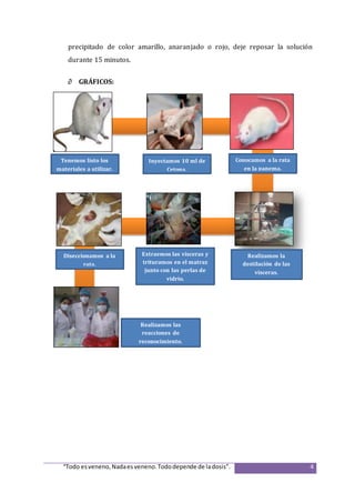 “Todo esveneno,Nadaesveneno.Tododepende de ladosis”. 4
precipitado de color amarillo, anaranjado o rojo, deje reposar la solución
durante 15 minutos.
 GRÁFICOS:
Realizamos la
destilación de las
vísceras.
Diseccionamos a la
rata.
Extraemos las vísceras y
trituramos en el matraz
junto con las perlas de
vidrio.
Inyectamos 10 ml de
Cetona.
Tenemos listo los
materiales a utilizar.
Conocamos a la rata
en la panema.
Realizamos las
reacciones de
reconocimiento.
 