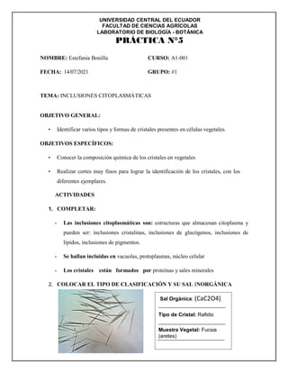 UNIVERSIDAD CENTRAL DEL ECUADOR
FACULTAD DE CIENCIAS AGRÍCOLAS
LABORATORIO DE BIOLOGÍA - BOTÁNICA
Sal Orgánica: (CaC2O4)
Tipo de Cristal: Rafidio
Muestra Vegetal: Fucsia
(aretes)
PRÁCTICA N°5
NOMBRE: Estefanía Bonilla CURSO: A1-001
FECHA: 14/07/2021 GRUPO: #1
TEMA: INCLUSIONES CITOPLASMÁTICAS
OBJETIVO GENERAL:
• Identificar varios tipos y formas de cristales presentes en células vegetales.
OBJETIVOS ESPECÍFICOS:
• Conocer la composición química de los cristales en vegetales
• Realizar cortes muy finos para lograr la identificación de los cristales, con los
diferentes ejemplares.
ACTIVIDADES
1. COMPLETAR:
- Las inclusiones citoplasmáticas son: estructuras que almacenan citoplasma y
pueden ser: inclusiones cristalinas, inclusiones de glucógenos, inclusiones de
lípidos, inclusiones de pigmentos.
- Se hallan incluidas en vacuolas, protoplasmas, núcleo celular
- Los cristales están formados por proteínas y sales minerales
2. COLOCAR EL TIPO DE CLASIFICACIÓN Y SU SAL INORGÁNICA
 
