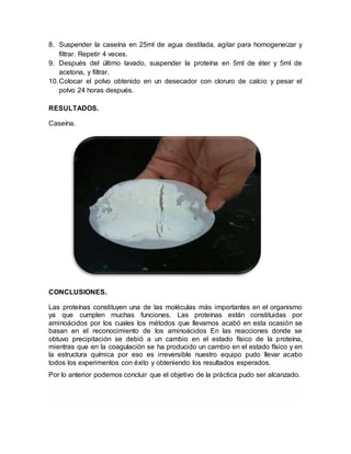 8. Suspender la caseína en 25ml de agua destilada, agitar para homogeneizar y
filtrar. Repetir 4 veces.
9. Después del último lavado, suspender la proteína en 5ml de éter y 5ml de
acetona, y filtrar.
10.Colocar el polvo obtenido en un desecador con cloruro de calcio y pesar el
polvo 24 horas después.
RESULTADOS.
Caseína.
CONCLUSIONES.
Las proteínas constituyen una de las moléculas más importantes en el organismo
ya que cumplen muchas funciones. Las proteínas están constituidas por
aminoácidos por los cuales los métodos que llevamos acabó en esta ocasión se
basan en el reconocimiento de los aminoácidos En las reacciones donde se
obtuvo precipitación se debió a un cambio en el estado físico de la proteína,
mientras que en la coagulación se ha producido un cambio en el estado físico y en
la estructura química por eso es irreversible nuestro equipo pudo llevar acabo
todos los experimentos con éxito y obteniendo los resultados esperados.
Por lo anterior podemos concluir que el objetivo de la práctica pudo ser alcanzado.
 
