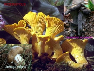 ROSSINYOLS

TROMPETES DE LA MORT

Llenega negra

 