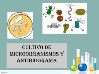 CULTIVO DE
MICROORGANISMOS Y
ANTIBIOGRAMA
 