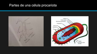 Partes de una célula procariota
 
