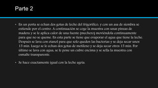 Parte 2
• En un porta se echan dos gotas de leche del frigorífico, y con un asa de siembra se
extiende por el centro. A continuación se coge la muestra con unas pinzas de
madera y se le aplica calor de una fuente (mechero) moviéndola continuamente
para que no se queme. En esta parte se tiene que evaporar el agua que tiene la leche.
Después se lava con etanol para que solo queden las bacterias y se deja secar unos
15 min. Luego se le echan dos gotas de metileno y se deja secar otros 15 min. Por
último se lava con agua, se le pone un cubre encima y se sella la muestra con
esmalte transparente.
• Se hace exactamente igual con la leche agria.
 