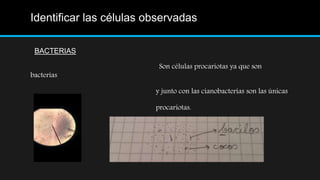 Identificar las células observadas
BACTERIAS
Son células procariotas ya que son
bacterias
y junto con las cianobacterias son las únicas
procariotas.
 