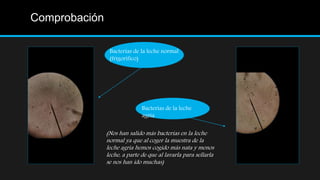Comprobación
Bacterias de la leche normal
(frigorífico)
Bacterias de la leche
agria
(Nos han salido más bacterias en la leche
normal ya que al coger la muestra de la
leche agria hemos cogido más nata y menos
leche, a parte de que al lavarla para sellarla
se nos han ido muchas)
 