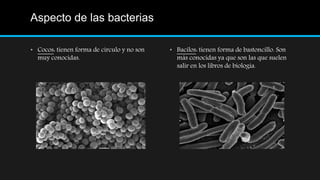 Aspecto de las bacterias
• Bacilos: tienen forma de bastoncillo. Son
más conocidas ya que son las que suelen
salir en los libros de biología.
• Cocos: tienen forma de círculo y no son
muy conocidas.
 