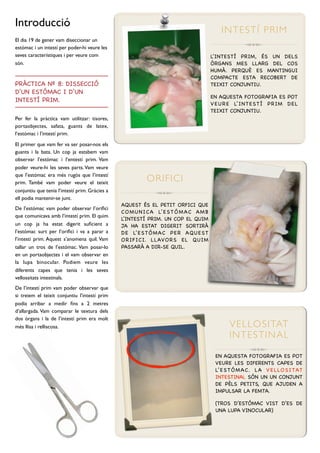 Introducció
                                                                                             IN T E ST Í P R IM
El dia 19 de gener vam diseccionar un
estómac i un intestí per poder-hi veure les
seves característiques i per veure com                                                  L’INTESTÍ PRIM, ÉS UN DELS
són.                                                                                    ÒRGANS MES LLARG DEL COS
                                                                                        HUMÀ. PERQUÈ ES MANTINGUI
                                                                                        COMPACTE ESTA RECOBERT DE
PRÀCTICA Nº 8: DISSECCIÓ                                                                TEIXIT CONJUNTIU.
D’UN ESTÓMAC I D’UN
                                                                                        EN AQUESTA FOTOGRAFIA ES POT
INTESTÍ PRIM.
                                                                                        V E U R E L’ I N T E S T Í P R I M D E L
                                                                                        TEIXIT CONJUNTIU.
Per fer la pràctica vam utilitzar: tisores,
portaobjectes, safata, guants de latex,
l’estómac i l’intestí prim.

El primer que vam fer va ser posar-nos els
guants i la bata. Un cop ja estabem vam
observar l’estómac i l’entestí prim. Vam
poder veure-hi les seves parts. Vam veure
que l’estómac era més rugós que l’intestí
prim. També vam poder veure el teixit
                                                          ORIFICI
conjuntiu que tenia l’intestí prim. Gràcies a
ell podia mantenir-se junt.
                                                AQUEST ÉS EL PETIT ORFICI QUE
De l’estómac vam poder observar l’oriﬁci
                                                C O MU N I C A L’ E S T Ó M A C A M B
que comunicava amb l’intestí prim. El quim
                                                L’INTESTÍ PRIM. UN COP EL QUIM
un cop ja ha estat digerit suﬁcient a           JA HA ESTAT DIGERIT SORTIRÀ
l’estómac surt per l’oriﬁci i va a parar a      D E L’ E S T Ó M A C P E R A QU E S T
l’intestí prim. Aquest s’anomena quil. Vam      ORIFICI. LLAVORS EL QUIM
tallar un tros de l’estómac. Vam posar-lo       PASSARÀ A DIR-SE QUIL.
en un portaobjectes i el vam observar en
la lupa binocular. Podiem veure les
diferents capes que tenia i les seves
vellossitats intestinals.
De l’intestí prim vam poder observar que
si treiem el teixit conjuntiu l’intestí prim
podia arribar a medir ﬁns a 2 metres
d’allargada. Vam comparar le textura dels
dos òrgans i la de l’intestí prim era molt
més llisa i relliscosa.                                                                         V E L L O S I TAT
                                                                                                IN T E S TINA L

                                                                                          EN AQUESTA FOTOGRAFIA ES POT
                                                                                          VEURE LES DIFERENTS CAPES DE
                                                                                          L’ E S T Ó M A C. L A V E L LO S I TAT
                                                                                          INTESTINAL SÓN UN UN CONJUNT
                                                                                          DE PÈLS PETITS, QUE AJUDEN A
                                                                                          IMPULSAR LA FEMTA.

                                                                                          (TROS D’ESTÓMAC VIST D’ES DE
                                                                                          UNA LUPA VINOCULAR)
 