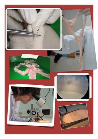 Pràctica 8  dissecció de l'estómac i l'intestí