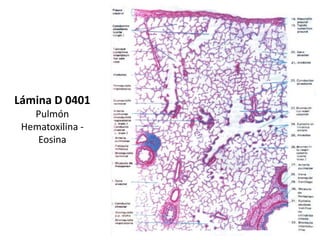 Lámina D 0401
   Pulmón
 Hematoxilina -
    Eosina
 