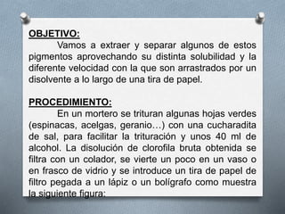 OBJETIVO:
Vamos a extraer y separar algunos de estos
pigmentos aprovechando su distinta solubilidad y la
diferente velocidad con la que son arrastrados por un
disolvente a lo largo de una tira de papel.
PROCEDIMIENTO:
En un mortero se trituran algunas hojas verdes
(espinacas, acelgas, geranio…) con una cucharadita
de sal, para facilitar la trituración y unos 40 ml de
alcohol. La disolución de clorofila bruta obtenida se
filtra con un colador, se vierte un poco en un vaso o
en frasco de vidrio y se introduce un tira de papel de
filtro pegada a un lápiz o un bolígrafo como muestra
la siguiente figura:
 