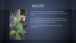 MACRO
-La macrofotografía nos permite fotografiar objetos
pequeños o a una distancia bastante corta con una gran
nitidez.
En esta foto se nota más nítida la parte del tallo de la
planta y las hojas se quedan menos nítidas ya que en el
enfoque me centré en la parte marrón.
Esta foto fue tomada a una distancia de unos 20
centímetros.
 