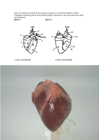 Práctica corazon | DOCX