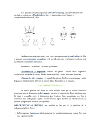 Los gineceos sincárpicos pueden ser Uniloculares (fig. 3) si presenta una sola
cavidad en su interior, o Pluriloculares (fig. 4) si presentan varios lóculos o
compartimentos dentro de ellos.




               f
               fig. 1
                                                            f
                                                            fig. 3      f
                                                                        fig. 4




                               f
                               fig. 2


         Las flores que presentan androceo y gineceo se denominan hermafroditas. Si falta
el gineceo son unisexuales masculinas y si, por el contrario, es el androceo el que está
ausente son unisexuales femeninas.

        Atendiendo a su simetría, las flores pueden ser:

        -Actinomorfas o regulares: cuando las piezas florales están dispuestas
regularmente alrededor de un eje. Tienen simetría radiada (varios planos de simetría).
         -Zigomorfas o irregulares (1): cuando las piezas florales, no son iguales y están
dispuestas simétricamente a través de un solo plano de simetría o de ninguno.

                               LAS INFLORESCENCIAS

          En mucha plantas, las flores no están aisladas sino que se reúnen formando
estructuras que se denominan inflorescencias que son el conjunto de flores próximas unas
de otras o separadas entre sí únicamente por brácteas. Estas estructuras son fijas y
constantes para cada grupo vegetal. Existen muchos tipos distintos de inflorescencias de
entre las que podemos destacar las siguientes:
INFLORESCENCIAS SIMPLES: son aquellas en las que el eje principal de la
inflorescencia lleva flores:

1. Inflorescencias Racemosas: el eje principal no termina inicialmente en una flor, sino
   que sigue creciendo:
 