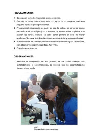 PROCEDIMIENTO:
1. Se preparan todos los materiales que necesitemos.
2. Después de haberobtenido la muestra con ayuda de un hisopo se realiza un
pequeño frotis a la placa portaobjetos.
3. Preparamosel microscopio, es decir, se baja la platina, se abren las pinzas
para colocar el portaobjeto (con la muestra de semen) sobre la platina y se
regulan los lentes, siempre se debe poner primero el lente de menor
resolución (4x), para que de esta manera se regule la luz y se pueda observar.
4. Posteriormente, se cambian paulatinamente los lentes con ayuda del revólver,
para observar los espermatozoides a 10x y 40x.
5. Procedemos a observar

OBSERVACIONES:
1. Mediante la consecución de esta práctica, se ha podido observar más
detalladamente el espermatozoide, se observó que los espermatozoides
tienen cabeza y cola.

Img. 1
Observando los espermatozoides.

 