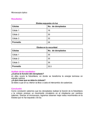 Microscopio óptico
Resultados:
Elodea expuesta a la luz
Células No. de cloroplastos
Célula 1 16
Célula 2 30
Célula 3 32
Promedio 26
Elodea en la oscuridad
Células No. de cloroplastos
Célula 1 35
Célula 2 35
Célula 3 36
Promedio 35.3
Análisis de los resultados:
¿Cuál es la función del cloroplasto?
en ellos ocurre la fotosíntesis, en donde se transforma la energía luminosa en
energía química
¿A qué crees que se debe la ciclosis?
se debe a que en su interior se lleva a cabo el intercambio de sustancias
Conclusión
Como conclusión sabemos que los cloroplastos realizan la función de la fotosíntesis
y la ciclosis produce un movimiento circulatorio en el citoplasma por cambios
externos. Gracias al microscopio, logramos observar mejor estos movimientos en la
Elodea que no fue expuesta a la luz.
 
