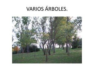 VARIOS ÁRBOLES.
