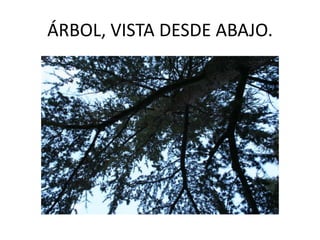 ÁRBOL, VISTA DESDE ABAJO.
