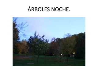 ÁRBOLES NOCHE.