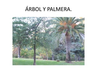 ÁRBOL Y PALMERA.