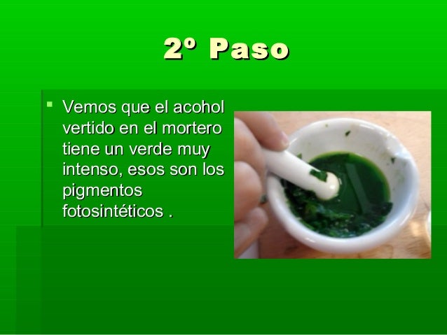 Práctica de separación de pigmentos fotosintéticos