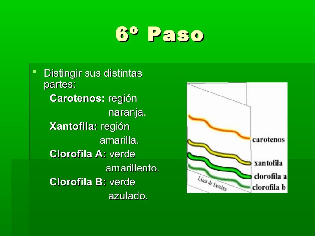 Práctica de separación de pigmentos fotosintéticos