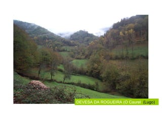 DEVESA DA ROGUEIRA (O Caurel (Lugo)
 