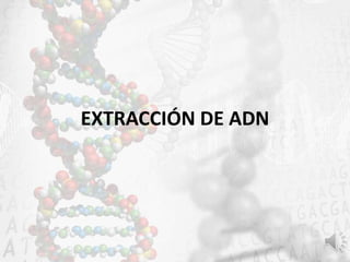 EXTRACCIÓN DE ADN
 