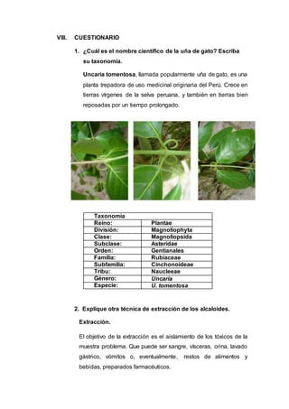 VIII. CUESTIONARIO
1. ¿Cuál es el nombre científico de la uña de gato? Escriba
su taxonomía.
Uncaria tomentosa, llamada popularmente uña de gato, es una
planta trepadora de uso medicinal originaria del Perú. Crece en
tierras vírgenes de la selva peruana, y también en tierras bien
reposadas por un tiempo prolongado.
Taxonomía
Reino: Plantae
División: Magnoliophyta
Clase: Magnoliopsida
Subclase: Asteridae
Orden: Gentianales
Familia: Rubiaceae
Subfamilia: Cinchonoideae
Tribu: Naucleeae
Género: Uncaria
Especie: U. tomentosa
2. Explique otra técnica de extracción de los alcaloides.
Extracción.
El objetivo de la extracción es el aislamiento de los tóxicos de la
muestra problema. Que puede ser sangre, vísceras, orina, lavado
gástrico, vómitos o, eventualmente, restos de alimentos y
bebidas, preparados farmacéuticos.
 