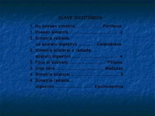 CLAVE DICOTÓMICA
1. No poseen simetría ……………… Poríferos
1. Poseen simetría ……………………………. 2
2. Simetría radiada,
no aparato ...