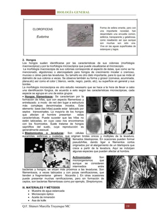 BIOLOGÍA GENERAL




2. Hongos
Los hongos suelen identificarse por las características de sus colonias (morfología
macroscópica) y por la morfología microscópica que puede visualizarse al microscopio.
 La morfología macroscópia de sus colonias corresponde al aspecto de éstas, que como se ha
mencionado, algodonoso o aterciopelado para hongos de crecimiento micelar o cremoso,
mucoso o céreo para las levaduras. Su tamaño es otro dato importante, para lo que se mide el
diámetro de sus colonia a veces. Se observa también su forma y grosor (convexa, acuminada,
plana,etc) así como el color ( blanco, verde, negro, pardo, etc), su superficie en general y sus
bordes.
La morfología microscópica es otro estudio necesario que se hace a la hora de llevar a cabo
una identificación fúngica, de acuerdo a esto según las características microscópicas, cada
especie se agrupa en uno de estos grupos:
  Hongos filamentosos: Se caracterizan por la
formación de hifas, que con aspecto filamentoso y
entrelazado a modo de red den lugar a estructura
más complejas denominadas micelos. Este
elemento base (las hifas) puede estar tabicado por
septos transversales. La mayoría de los hongos
que afectan al hombre presentan                 estas
características. Puede suceder que las hifas no
estén tabicadas, en cuyo caso nos encontramos
con los ficomicetos. Suele tratarse de hongos
saprófitos del suelo, cuya reproducción es
generalmente asexual.
  Blastomicetos o levaduras: Son células
eucariotas, esféricas u ovaladas, que originan brotes únicos y múltiples de la levadura,
                                           llamados blastoporas. En ocaciones pueden formar
                                           pseudohifas, dando ligar a filamentos cortos
                                           originados por el alargamiento de un blartopora que
                                           crece a partir de la levadura. Aquí se inclutyen
                                           algunas especies que pueden afectar al hombre.

                                         Actinomicetes:        Son
                                         microorganismos       que
                                         aunque se consideren
                                         intermedios          entre
bacterias y hongos, se sitúan más próximos a las levaduras. Son
filamentosos, a veces tabicados y con pocas ramificaciones, que
tienden a fragmentarse género Nocardia ). En otras ocasiones
puede presentar muchas ramificaciones, pero sin formación de
ceptos, son bacterias filamentosas como por ejemplo, Streptomyces.

III. MATERIALES Y MÉTODOS
        Muestra de agua estancada
        Microscopio óptico
        Aceite de inmersión
        Asa de kolle

Q.F. Sháneri Marcilla Truyenque MC                                                      19
 