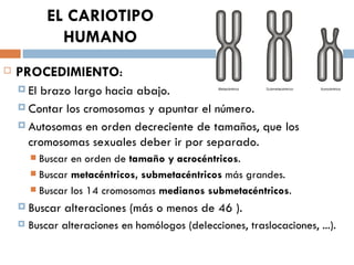 EL CARIOTIPO
              HUMANO
   PROCEDIMIENTO:
     Elbrazo largo hacia abajo.
     Contar los cromosomas y apuntar el número.

     Autosomas en orden decreciente de tamaños, que los
      cromosomas sexuales deber ir por separado.
         Buscar en orden de tamaño y acrocéntricos.
         Buscar metacéntricos, submetacéntricos más grandes.
         Buscar los 14 cromosomas medianos submetacéntricos.

     Buscar   alteraciones (más o menos de 46 ).
       Buscar alteraciones en homólogos (delecciones, traslocaciones, ...).
 