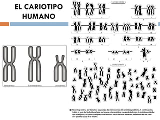EL CARIOTIPO
  HUMANO
 