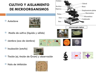 CULTIVO Y AISLAMIENTO
     DE MICROORGANISMOS

   Autoclave

                                                  microscopio óptico


   Medio de cultivo (líquido y sólido)

   siembra (asa de siembra)

   Incubación (estufa)

   Tinción (ej. tinción de Gram) y observación         - +
   Halo de inhibición
 