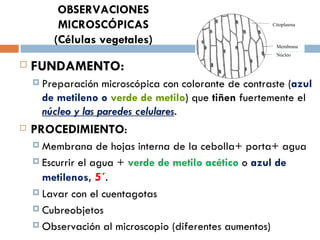 OBSERVACIONES
         MICROSCÓPICAS                                  Citoplasma


        (Células vegetales)                              Membrana
                                                         Núcleo

   FUNDAMENTO:
     Preparación   microscópica con colorante de contraste (azul
      de metileno o verde de metilo) que tiñen fuertemente el
      núcleo y las paredes celulares.
   PROCEDIMIENTO:
     Membrana     de hojas interna de la cebolla+ porta+ agua
     Escurrir el agua + verde de metilo acético o azul de

      metilenos, 5´.
     Lavar con el cuentagotas

     Cubreobjetos

     Observación al microscopio (diferentes aumentos)
 