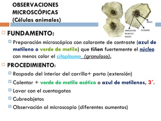 OBSERVACIONES
     MICROSCÓPICAS
     (Células animales)
   FUNDAMENTO:
     Preparaciónmicroscópica con colorante de contraste (azul de
     metileno o verde de metilo) que tiñen fuertemente el núcleo
     con menos color el citoplasma (granuloso).
   PROCEDIMIENTO:
     Raspado  del interior del carrillo+ porta (extensión)
     Calentar + verde de metilo acético o azul de metilenos, 3´.

     Lavar con el cuentagotas

     Cubreobjetos

     Observación al microscopio (diferentes aumentos)
 