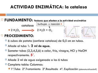 ACTIVIDAD ENZIMÁTICA: la catalasa

   FUNDAMENTO: factores que afectan a la actividad enzimática
                                burbujas ⇒ reacción +
                     catalasa
           2 H2O2              2 H2O + O2
   PROCEDIMIENTO:
       6 cubos de patata (contiene catalasa) de 0,5 cm en tubos.
     Añade al tubo 1: 2 ml de agua.
     Someter tubos (2,3,4,5,6) a calor, frio, vinagre, HCl y NaOH

      respectivamente. 5´.
     Añade 2 ml de agua oxigenada a los 6 tubos

     Completa tabla: Columnas:

       1ª.Tubo 2ª.Tratamiento 3ª.Resultado 4ª. Explicación (¿desnaturalización?)
 