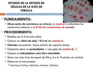 ESTUDIO DE LA MITOSIS EN
         CÉLULAS DE LA RAÍZ DE
                CEBOLLA

   FUNDAMENTO:
       Observación de meristemos en mitosis. La orceína A reblandece las
        membranas celulares y la B tiñe los cromosomas de morado.
   PROCEDIMIENTO:
       Raicillas de 2-3 mm (sin cofia)
       Colocar en vidrio de reloj +2-3 ml de orceína A.
       Calentar suavemente hasta emisión de vapores tenues.
       Colocarla sobre un portaobjetos + una gota de orceína B, 1´.
       Colocar el cubreobjetos (raíz bien extendida).
       Secar con unas tiras de papel de filtro, 5 o 6. Presionar en vertical.
       Observar al microscopio:
           (Interfase, Profase, Metafase, Anafase, Telofase)
 