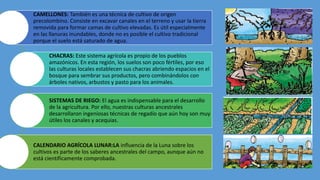 CAMELLONES: También es una técnica de cultivo de origen
precolombino. Consiste en excavar canales en el terreno y usar la tierra
removida para formar camas de cultivo elevadas. Es útil especialmente
en las llanuras inundables, donde no es posible el cultivo tradicional
porque el suelo está saturado de agua.
CHACRAS: Este sistema agrícola es propio de los pueblos
amazónicos. En esta región, los suelos son poco fértiles, por eso
las culturas locales establecen sus chacras abriendo espacios en el
bosque para sembrar sus productos, pero combinándolos con
árboles nativos, arbustos y pasto para los animales.
SISTEMAS DE RIEGO: El agua es indispensable para el desarrollo
de la agricultura. Por ello, nuestras culturas ancestrales
desarrollaron ingeniosas técnicas de regadío que aún hoy son muy
útiles los canales y acequias.
CALENDARIO AGRÍCOLA LUNAR:LA influencia de la Luna sobre los
cultivos es parte de los saberes ancestrales del campo, aunque aún no
está científicamente comprobada.
 