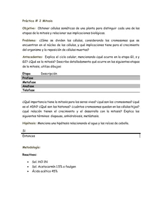 Práctica # 2 Mitosis
Objetivo: Obtener células somáticas de una planta para distinguir cada una de las
etapas de la mitosis y relacionar sus implicaciones biológicas.
Problema: ¿Cómo se dividen las células, considerando los cromosomas que se
encuentran en el núcleo de las células, y qué implicaciones tiene para el crecimiento
del organismo y la reposición de células muertas?
Antecedentes: Explica el ciclo celular, mencionando ¿qué ocurre en la etapa G1, s y
G2? ¿Qué es la mitosis? Describe detalladamente qué ocurre en las siguientes etapas
de la mitosis, utiliza dibujos:
Etapa Descripción
Profase
Metafase
Anafase
Telofase
¿Qué importancia tiene la mitosis para los seres vivos? ¿qué son los cromosomas? ¿qué
es el ADN? ¿Qué son las histonas? ¿cuántos cromosomas quedan en las células hijas?
¿qué relación tienen el crecimiento y el desarrollo con la mitosis? Explica los
siguientes términos: diapausa, anhidrobiosis, metástasis.
Hipótesis: Menciona una hipótesis relacionando el agua y las raíces de cebolla.
Si
Entonces
Metodología:
Reactivos:
 Sol. HCl 1N
 Sol. Acetocarmín 1.5% o feulgen
 Ácido acético 45%
 